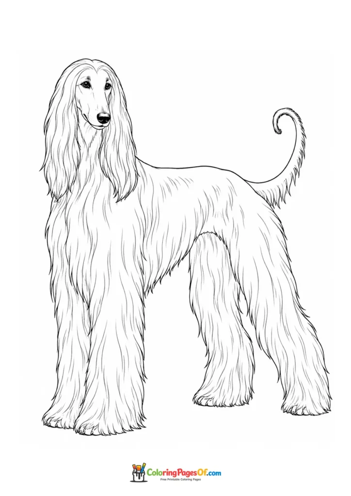 Afghan hound coloring page