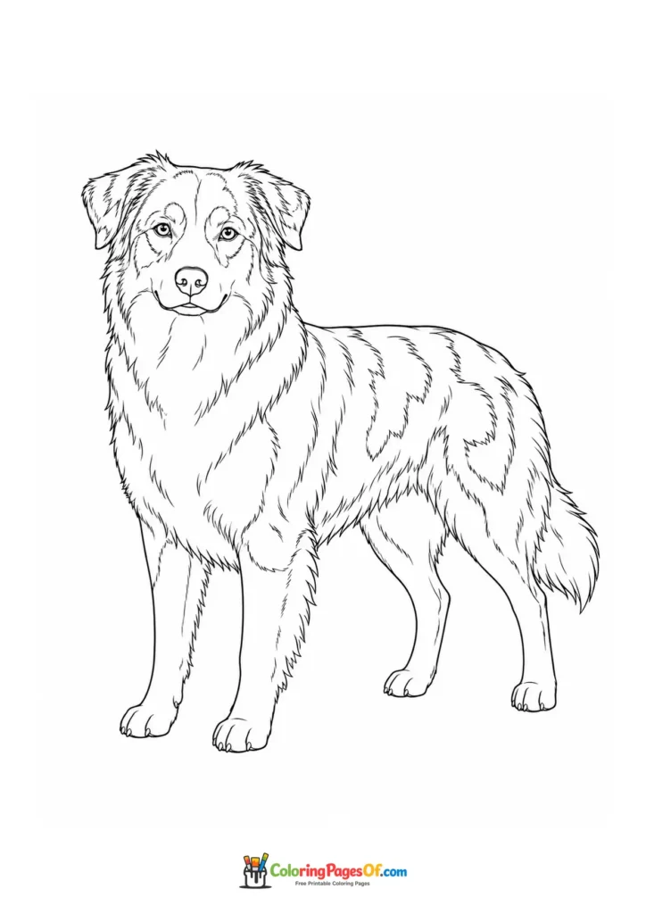 Australian shepherd coloring page