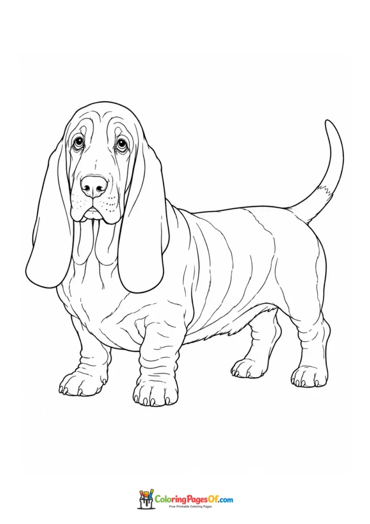 Basset hound coloring page