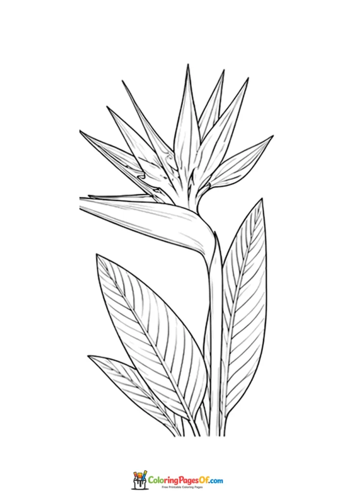 Bird of paradise flower with long tropical leaves coloring page