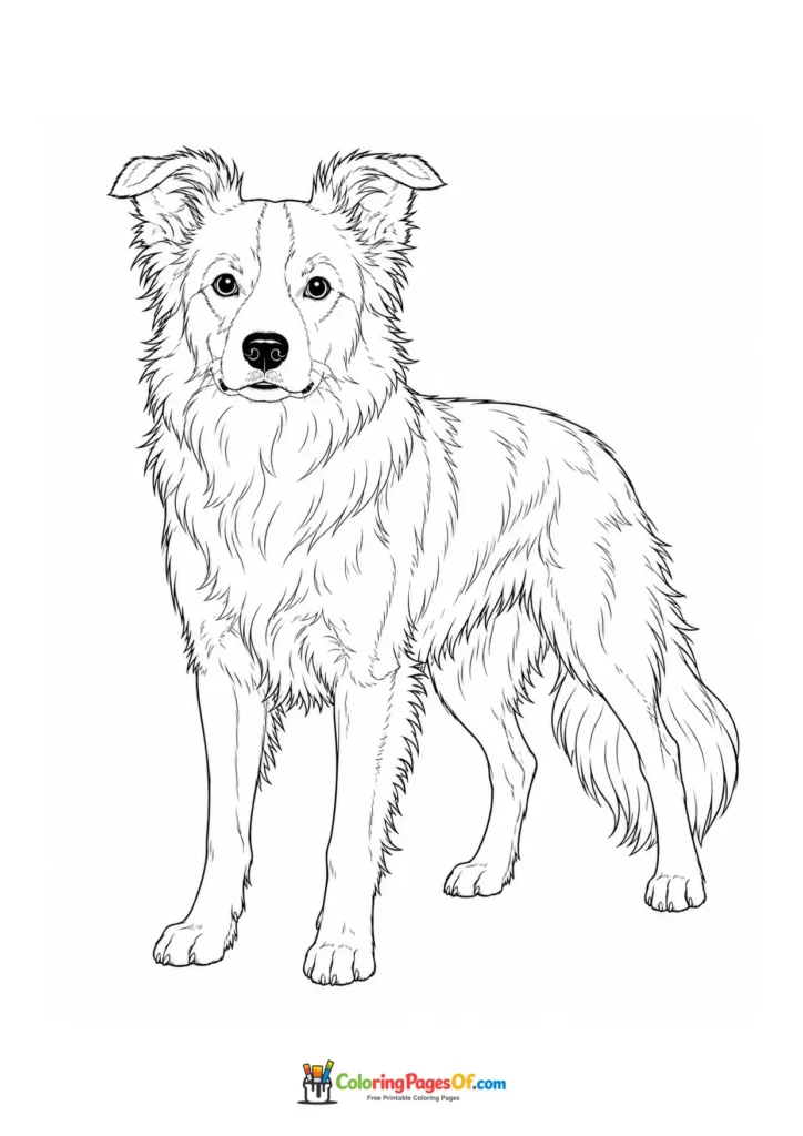 Border collie coloring page
