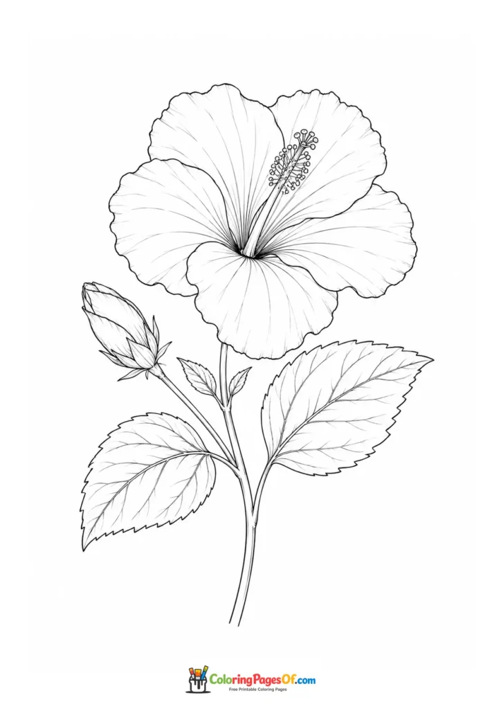 Botanical hibiscus flower with a long stamen, bud and serrated leaves coloring page