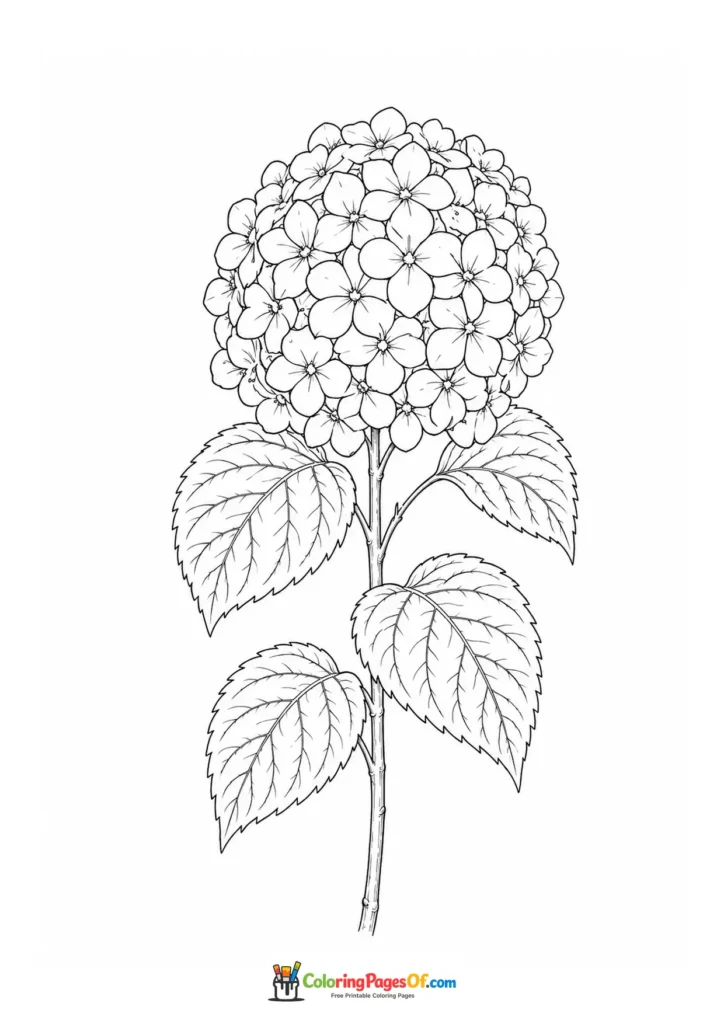 Botanical hydrangea stem with a round flower cluster and four leaves coloring page