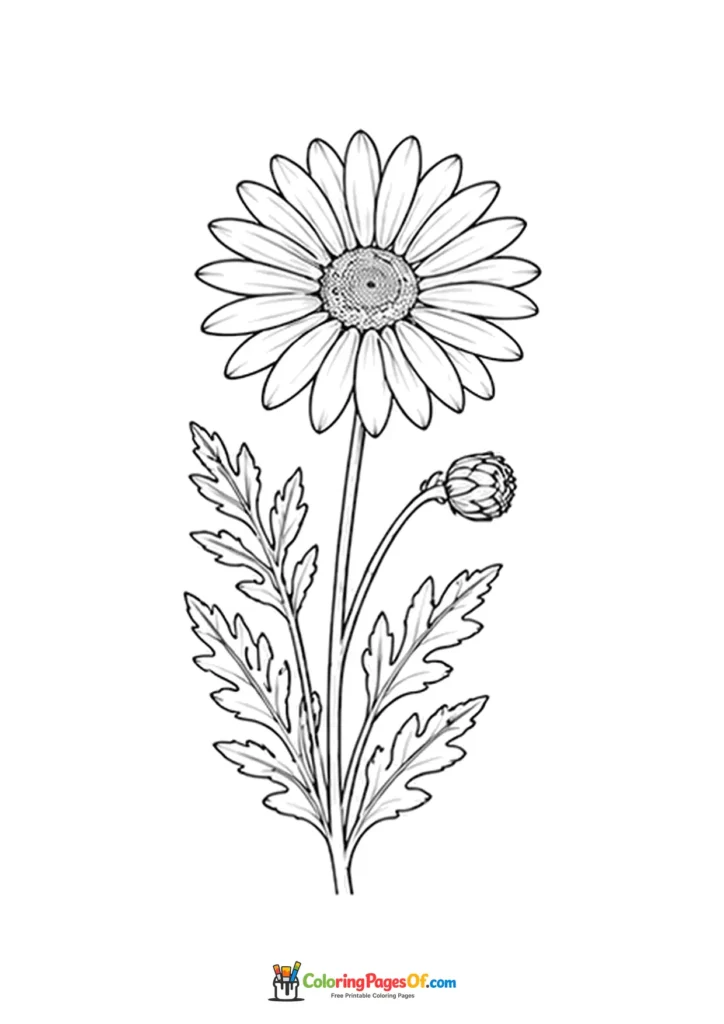 Single daisy flower with a curved bud and divided leaves coloring page