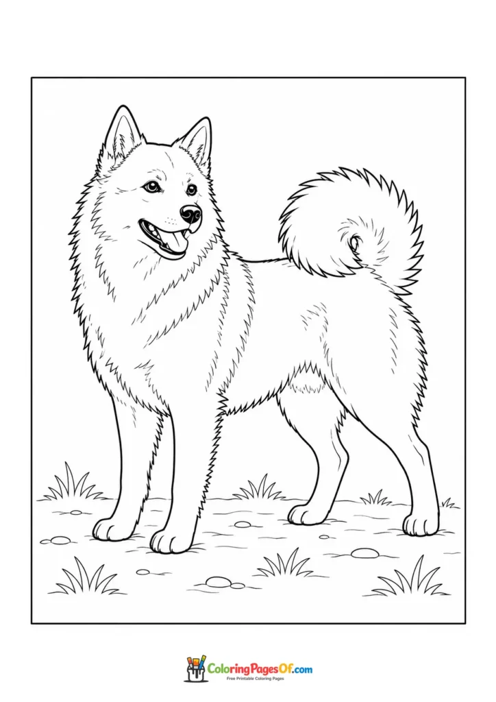 Finnish Spitz coloring page