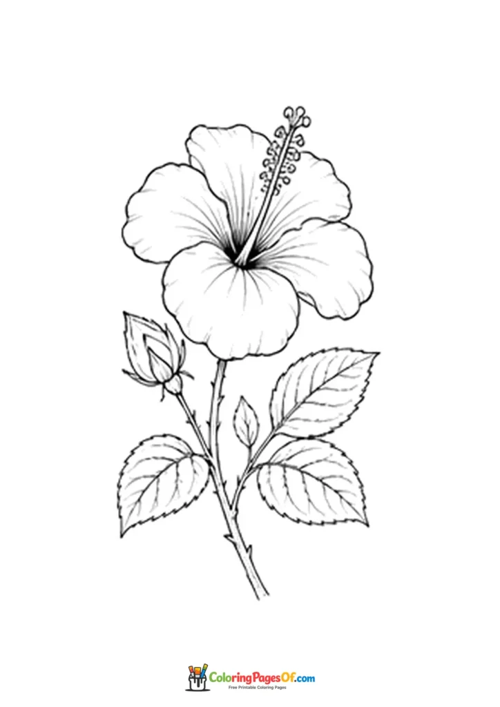 Hibiscus flower with a bud and serrated leaves coloring page