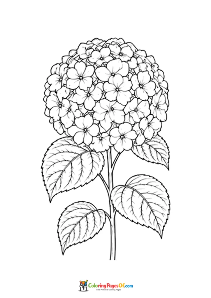 Round hydrangea flower head with large leaves coloring page