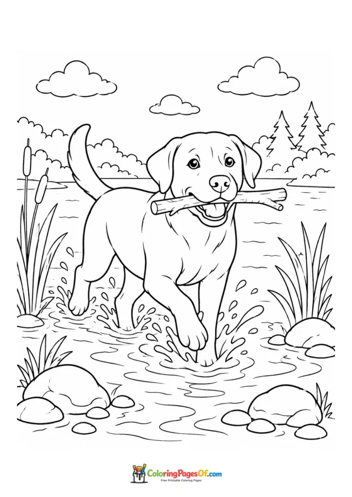 Labrador wading with a stick coloring page