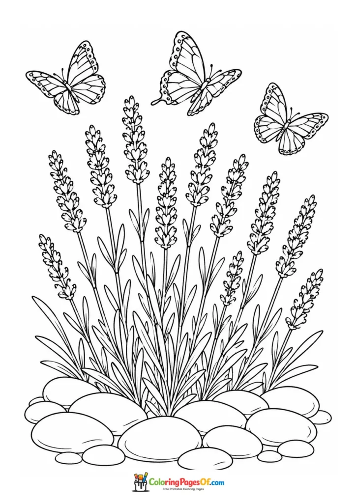 Lavender plants among smooth stones with three butterflies coloring page