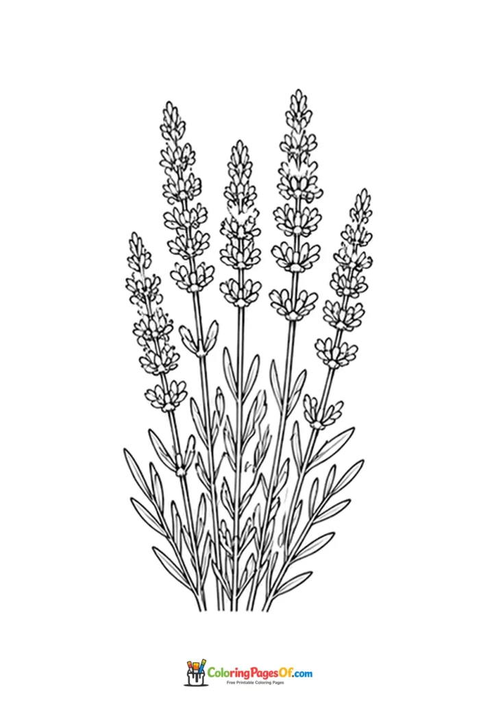 Tall lavender flower spikes gathered as a bouquet coloring page