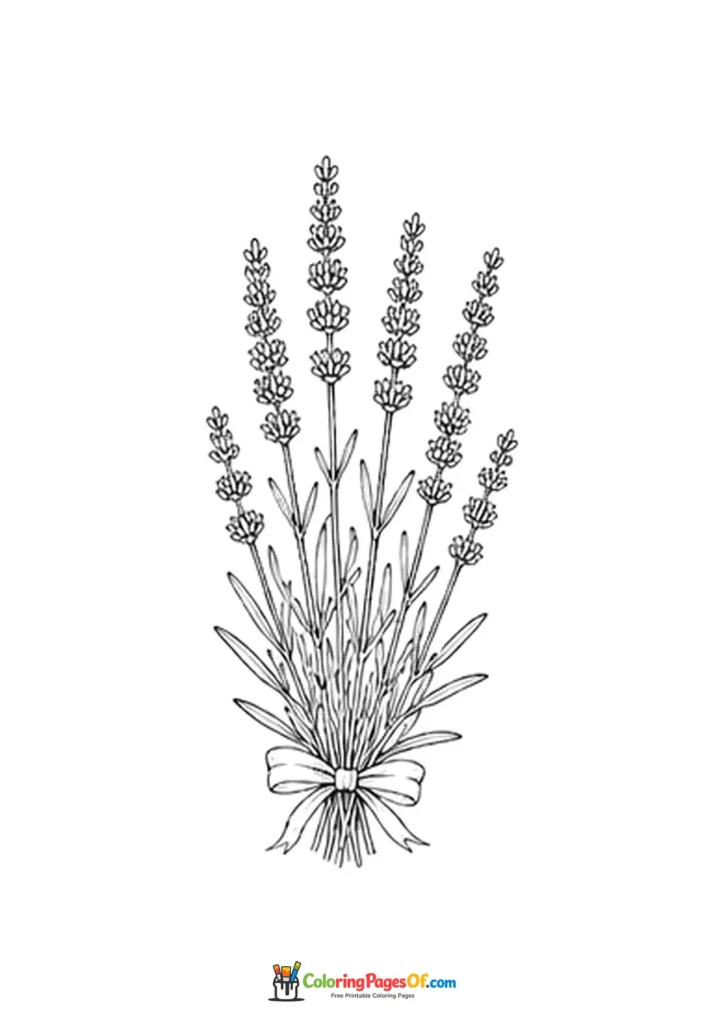 Several lavender sprigs tied together coloring page
