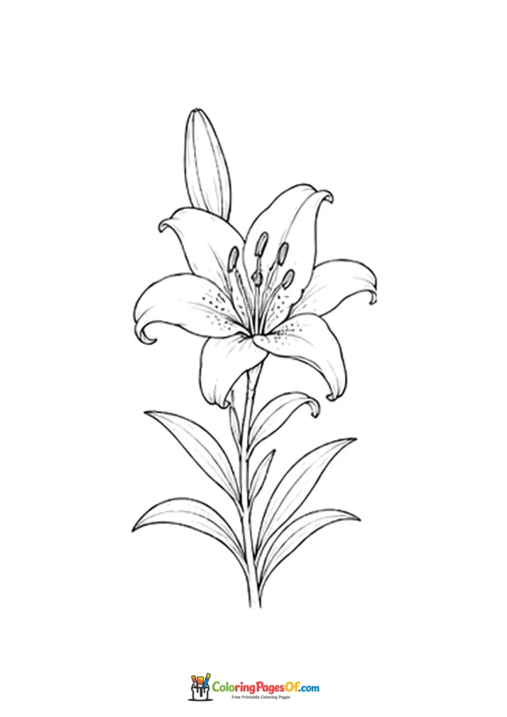 Open lily flower with two buds and long leaves coloring page
