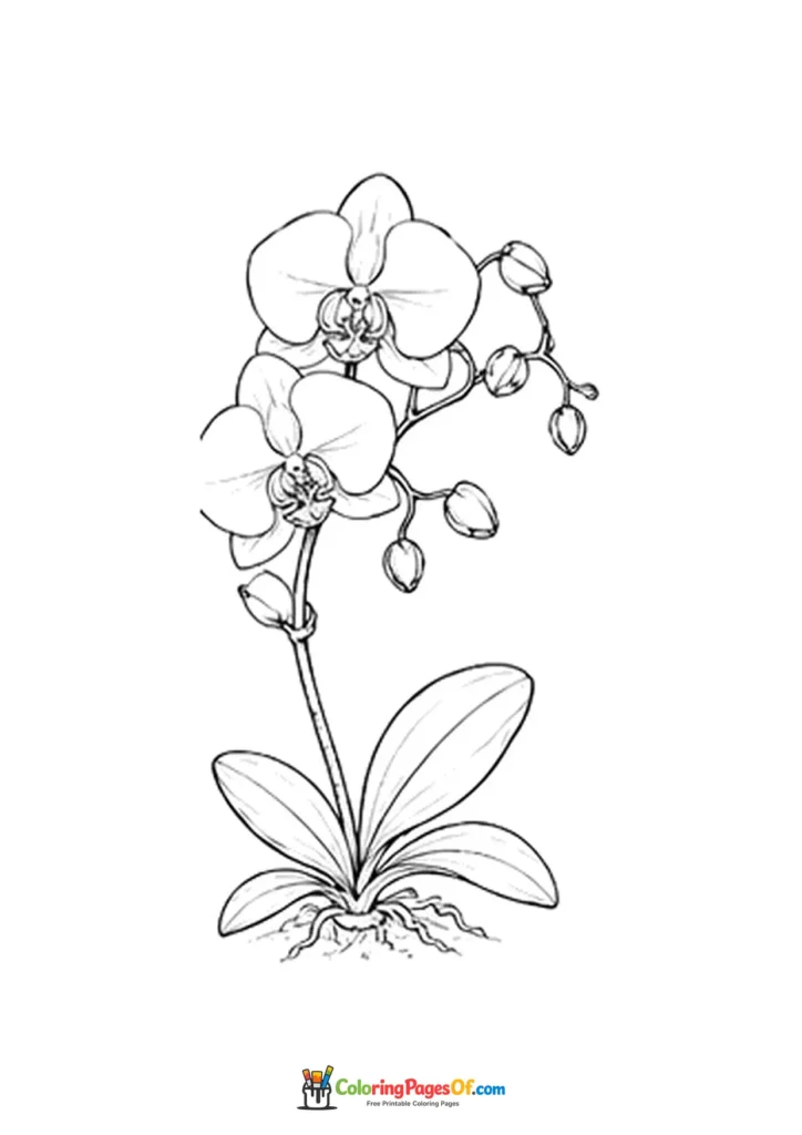 Orchid stem with flowers, buds and leaves coloring page