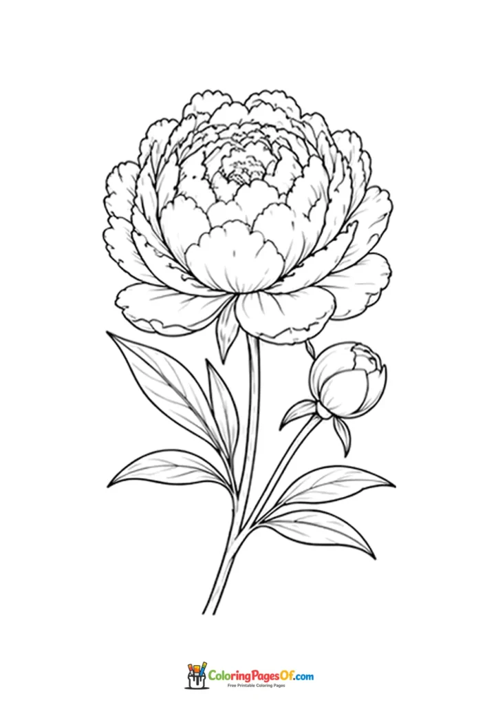 Large peony flower with a round bud and leaves coloring page