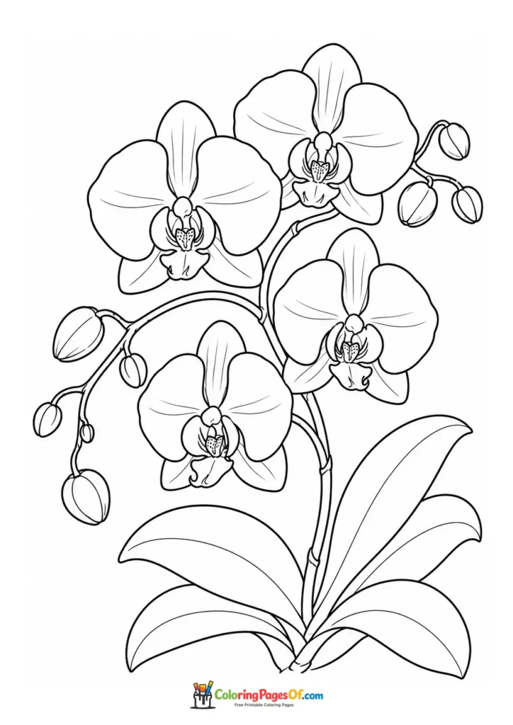 Phalaenopsis orchid with several flowers, buds and broad leaves coloring page