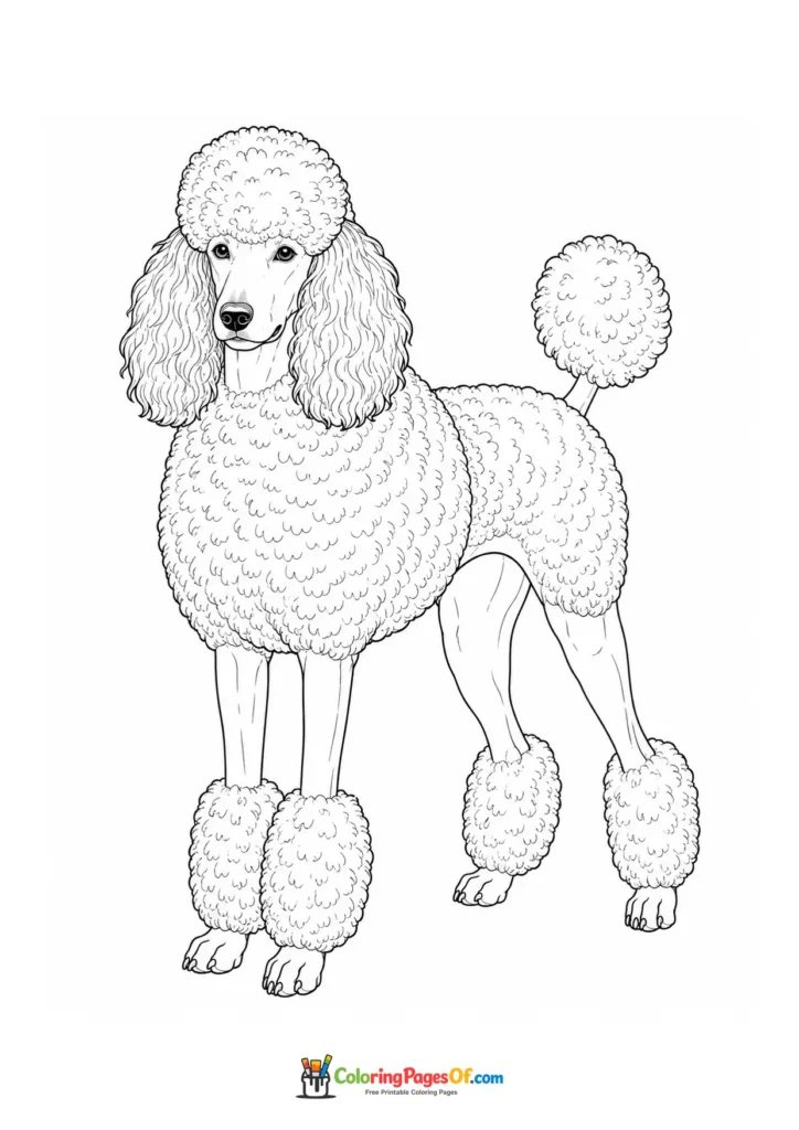 Poodle coloring page