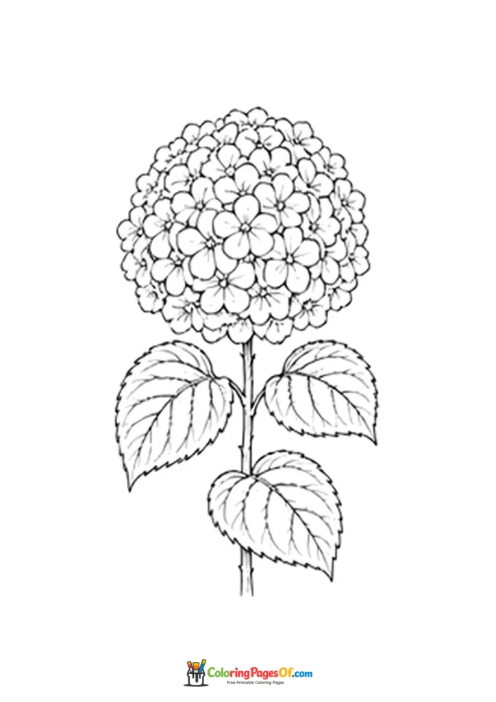 Simple round hydrangea flower head on a leafy stem coloring page