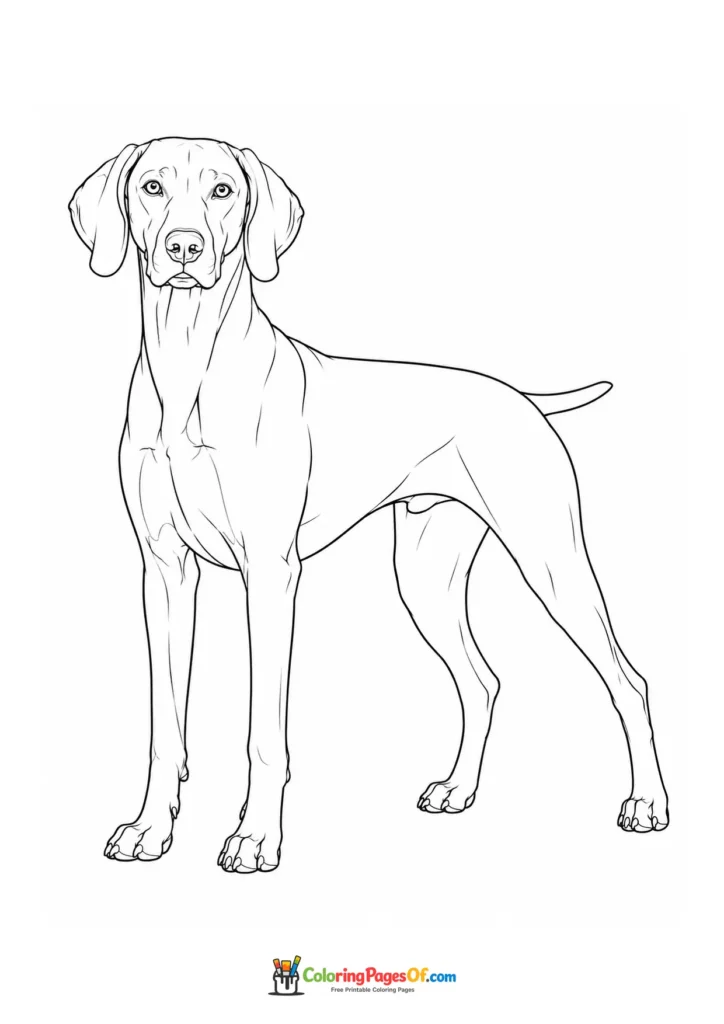 Weimaraner coloring page